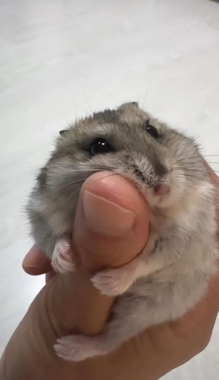 Hamster - Foto 3