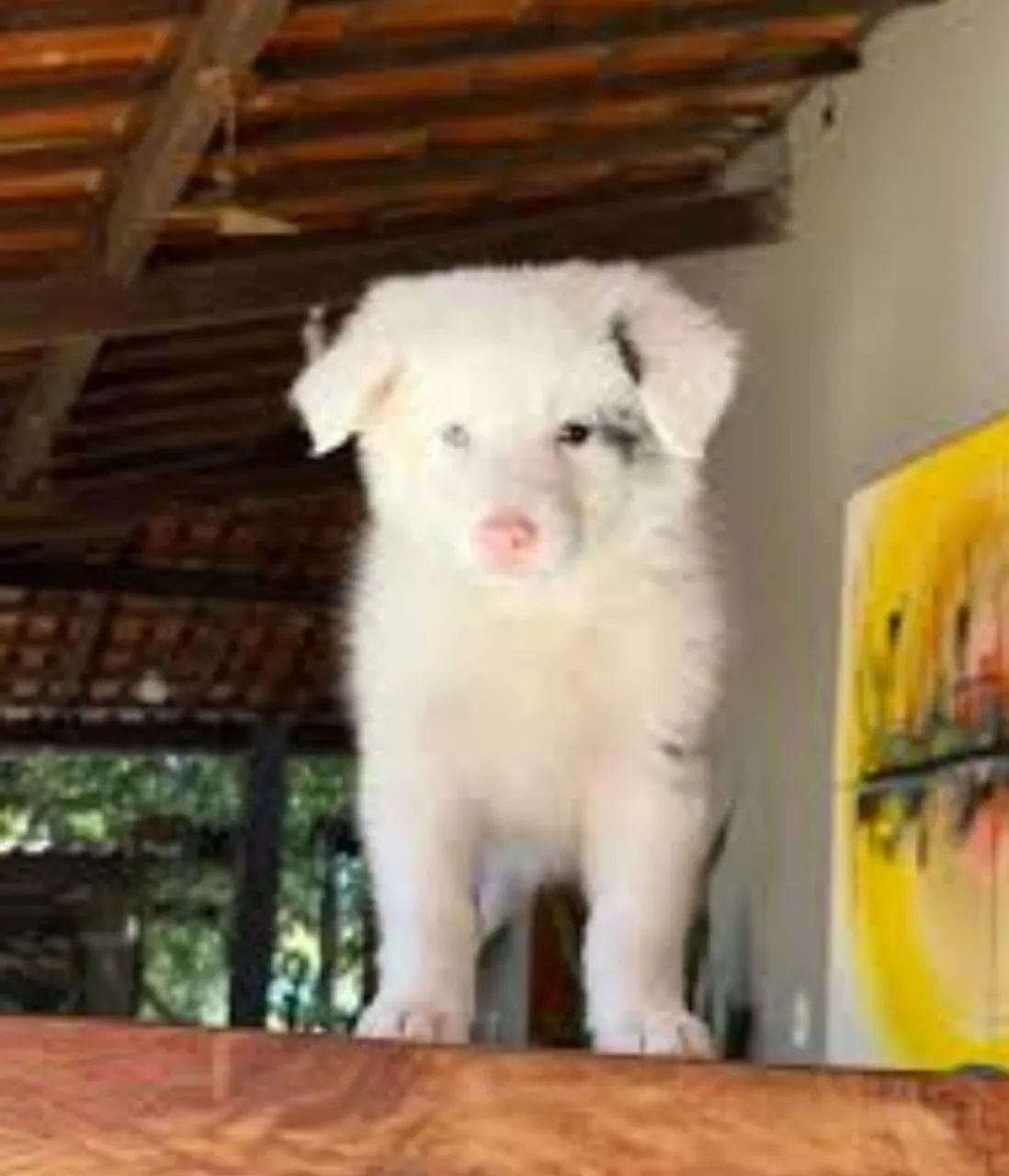 Filhotes Boder collie 