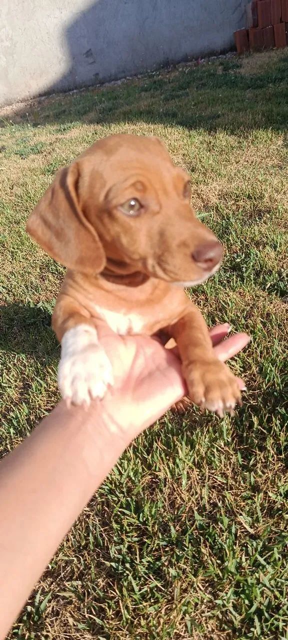Lindo machinho 