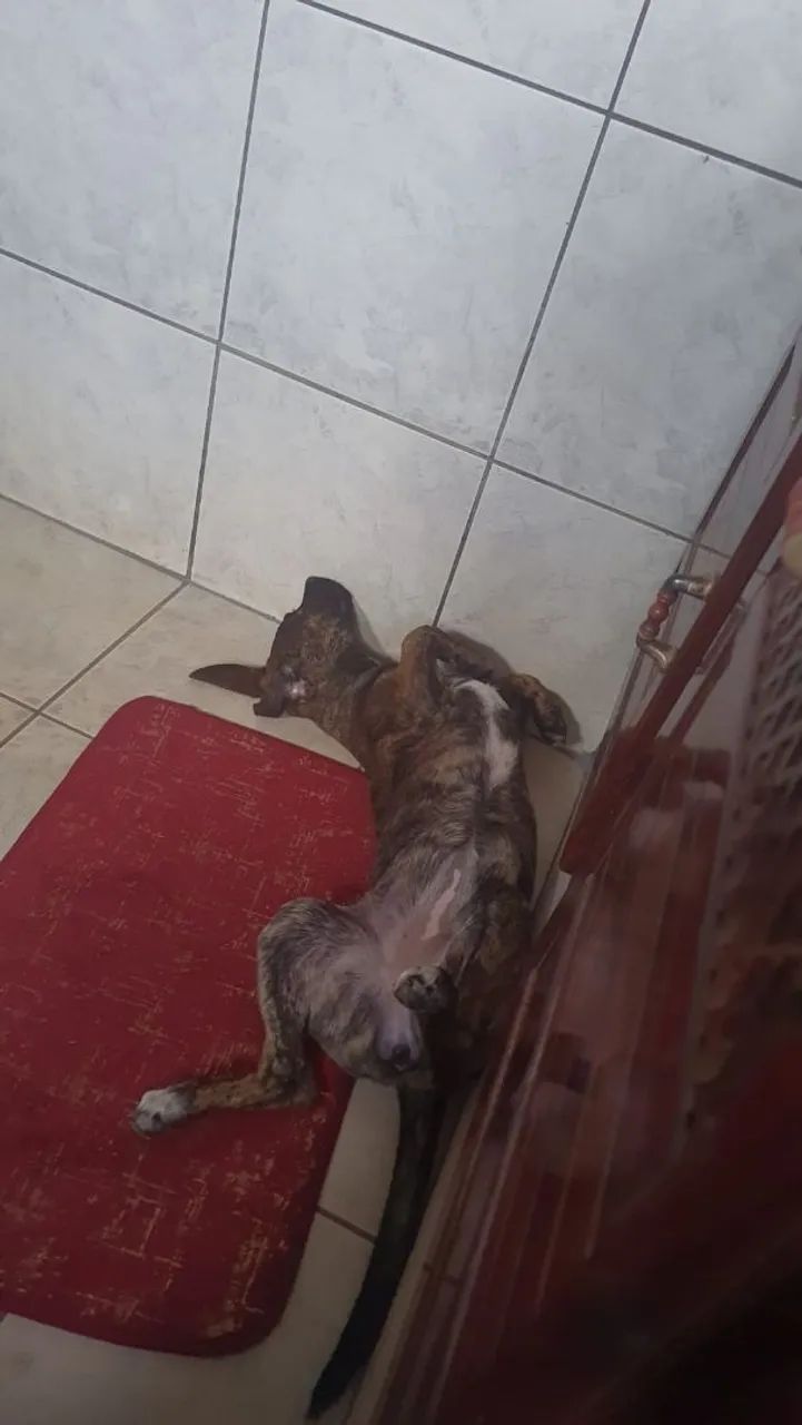 Churrasqueiro  - Foto 2
