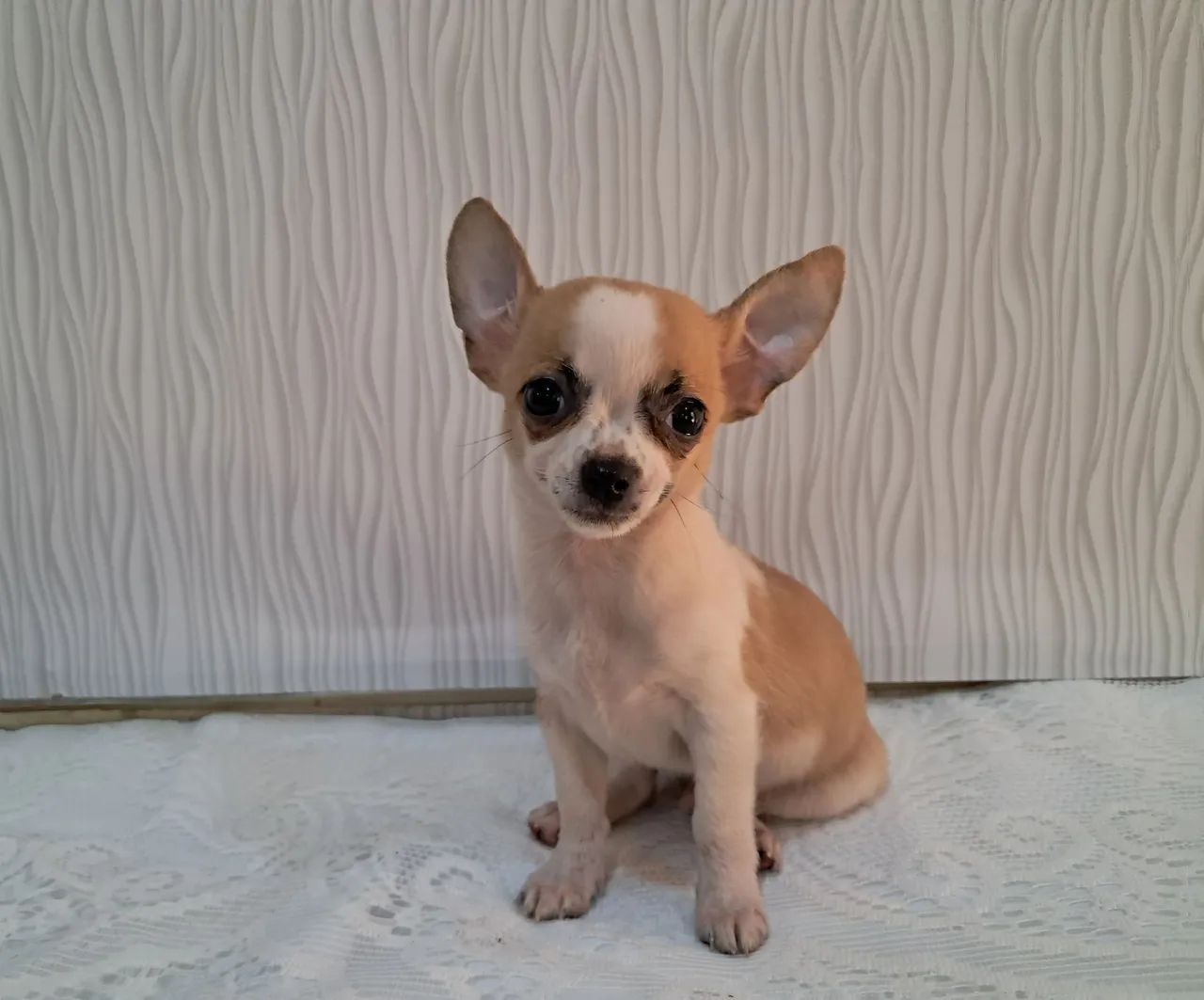 Chihuahua macho
