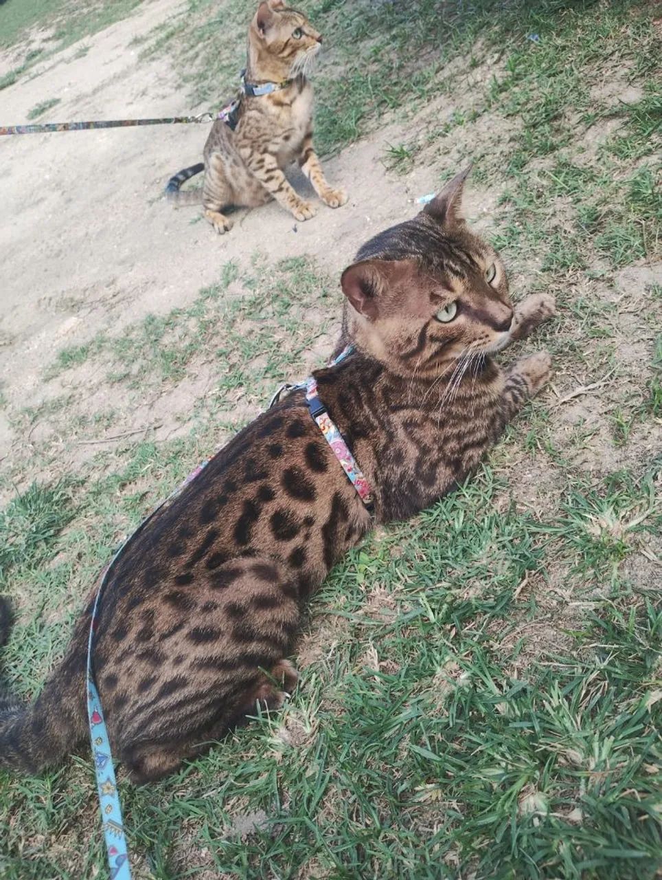 Bengal com pedigree 