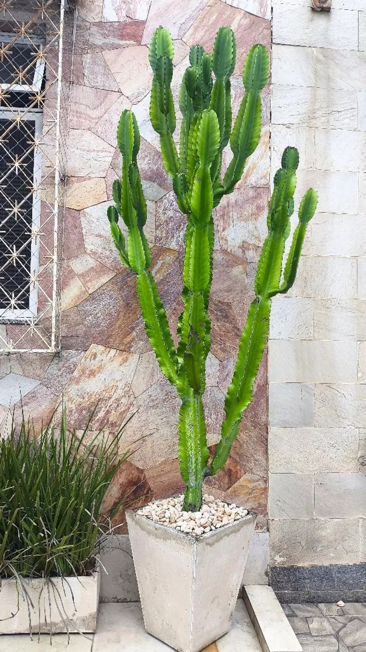 Cacto com várias mudas