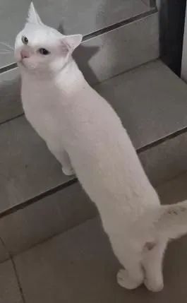 Doa-se gato misto de angora turco - Foto 3