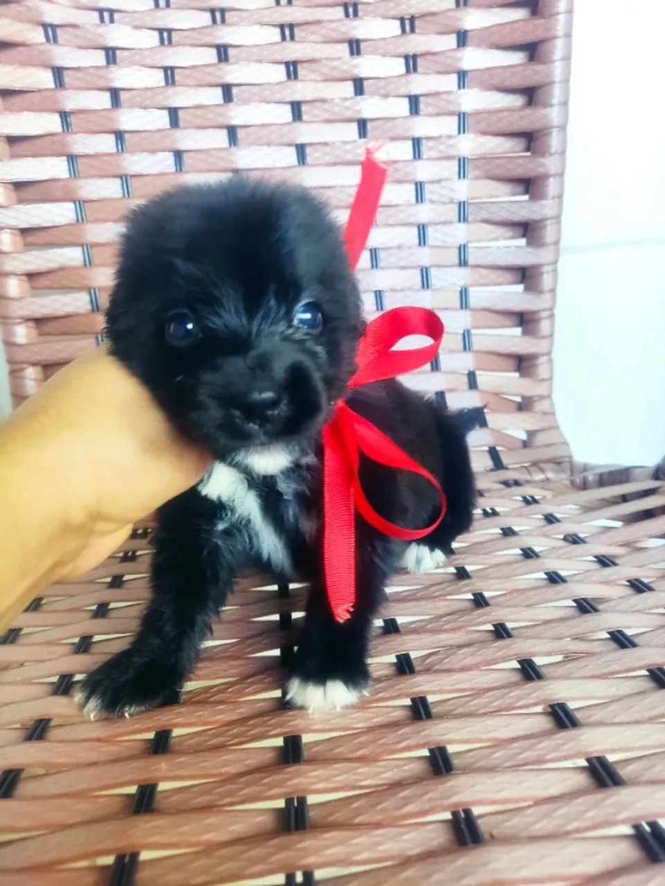 Lindos peludinhos