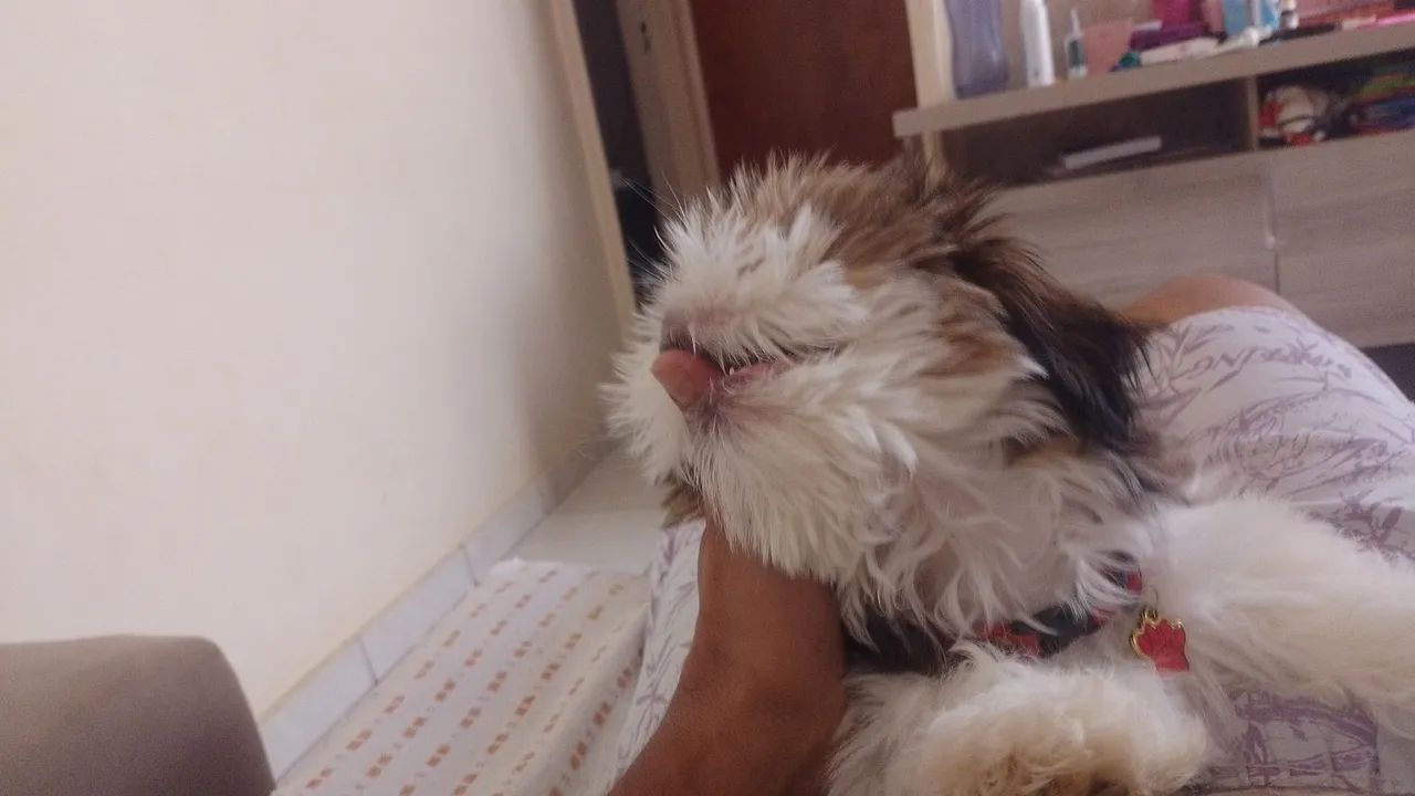 Animais de estimação  - Foto 3