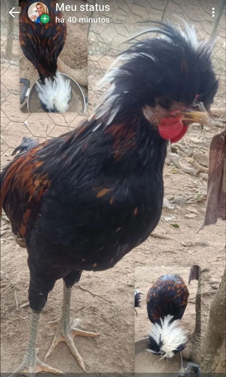 Vendo frango polonês  - Foto 5