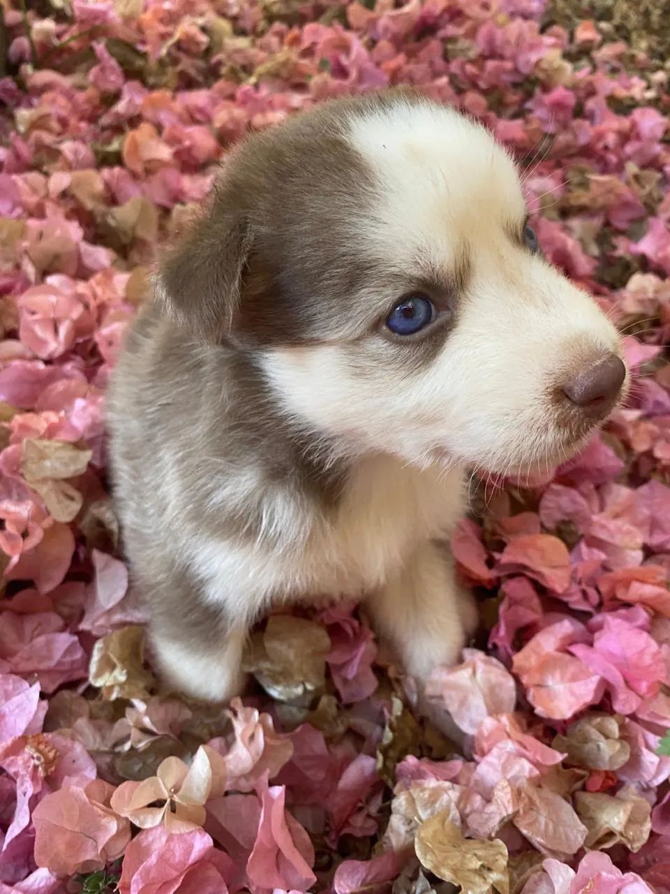 Husky Siberiano  - Foto 4