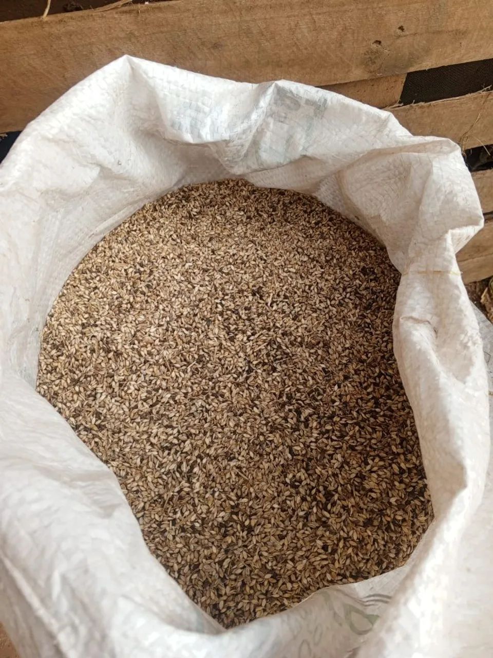 Sementes de capim braquiária 