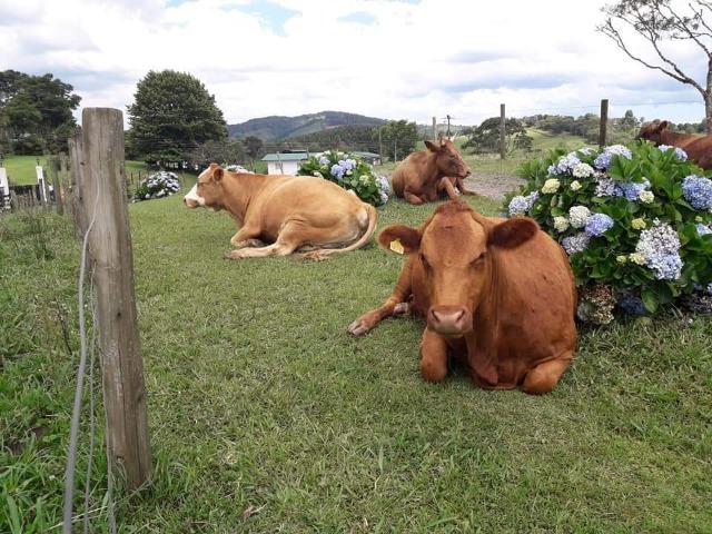 Fazenda Linda, Ideal Até para se Montar um Hotel Fazenda - Foto 14