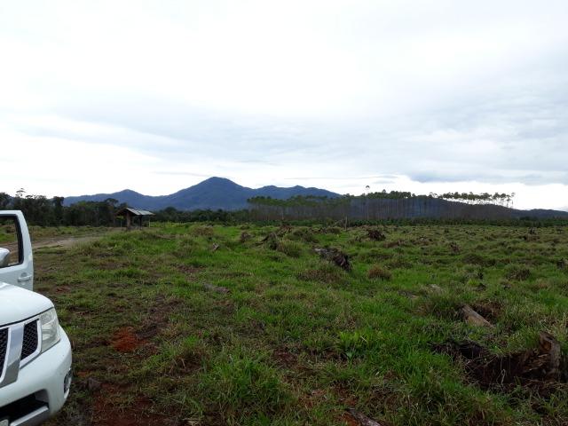 Fazenda Plana em Itapoá, Criação de Gado ou Plantio, Aceita Parte em Permuta - Foto 10