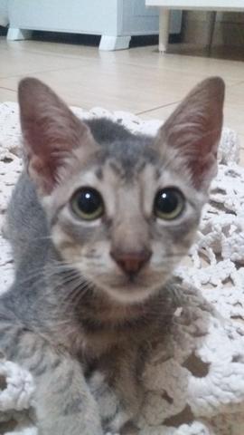 Doação de gatinho macho