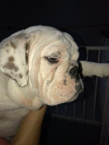 Buldog Inglês
