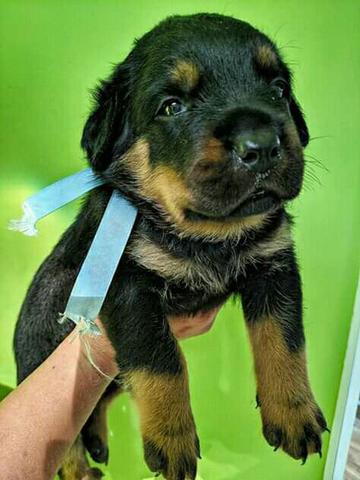 Rottweiler - Foto 2