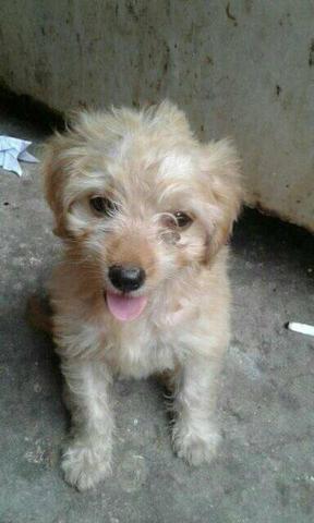 Cachorrinho