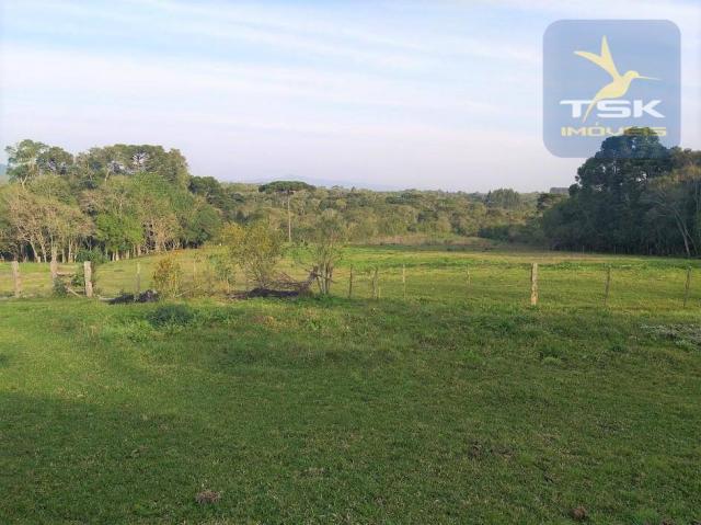 Ch0181 são josé dos pinhais chácara 4 alq. plana 950 m² construído 33 km ctba - Foto 7