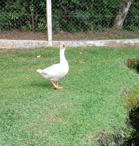 Ganso Macho