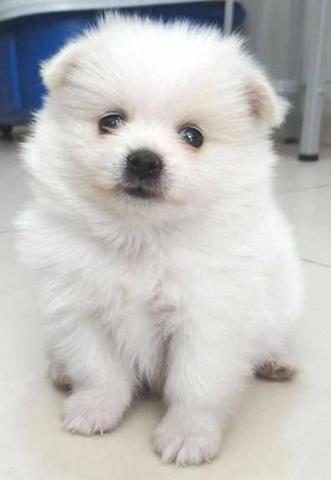 Lulu da Pomerânia branca!!