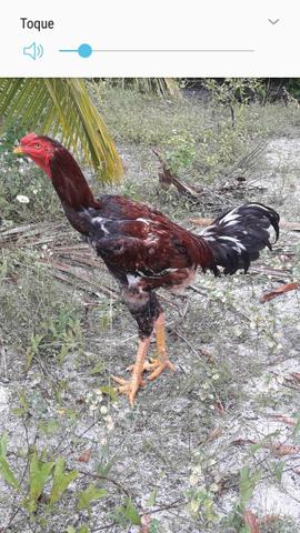 Galos indio gigante - Foto 4