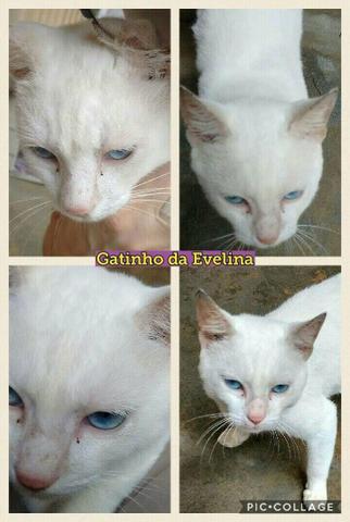 Doa-se GATO - Foto 2
