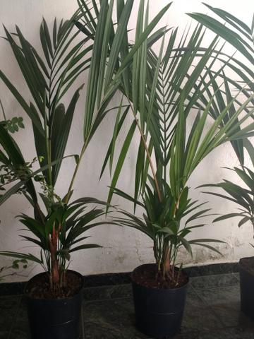Plantas : Jabuticabeira, Palmeira Laca vermelha, Babosa, Dracena e Palmeira Phafia