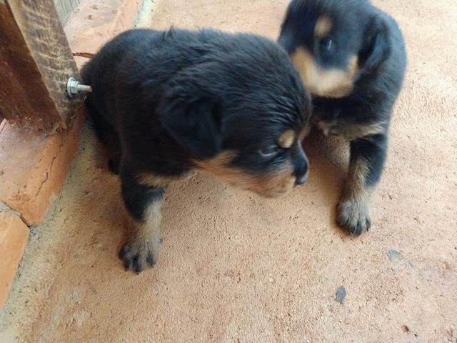 Filhotes de Rottweiler - Foto 5