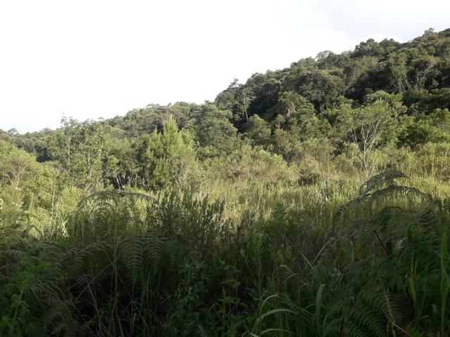 Chácara com 2 alqueires Barra santa rita/Campo magro - Foto 10