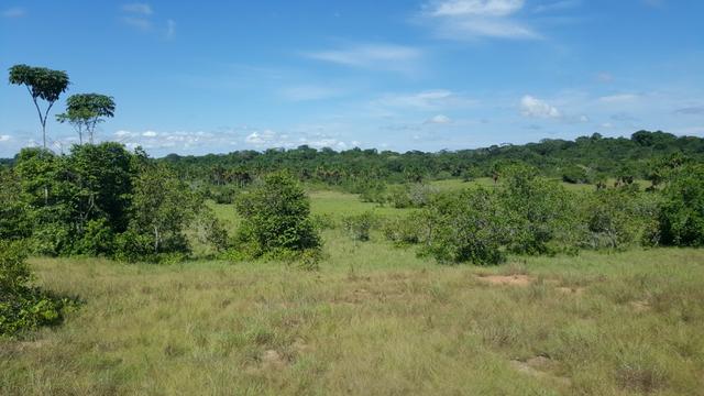 Fazenda de 1500 hectares Alto Alegre No paredão, ler descrição do anuncio - Foto 13
