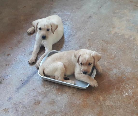 Labrador