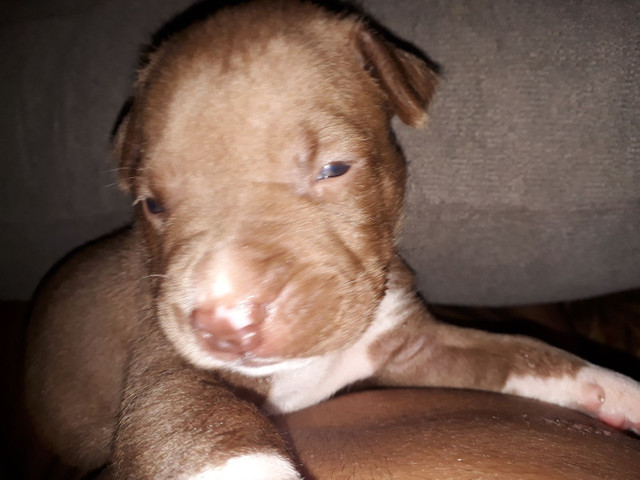 Filhotes de pitbull puros