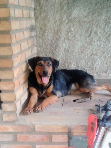 Olx doação de cães Clearance