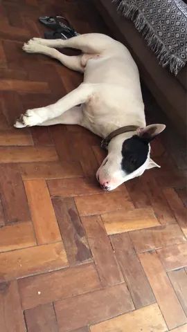 Bull Terrier disponível para cobertura . - Foto 5
