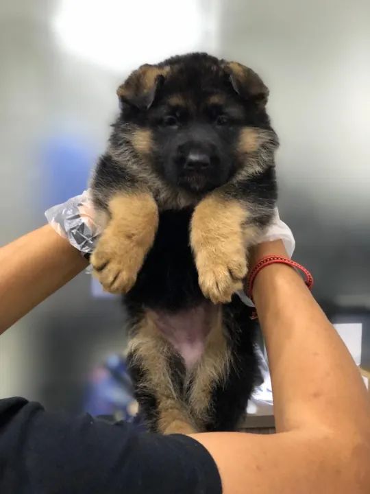 Pastor Alemão Todas as raças com ganratia total de saude e veterinario gratuito.