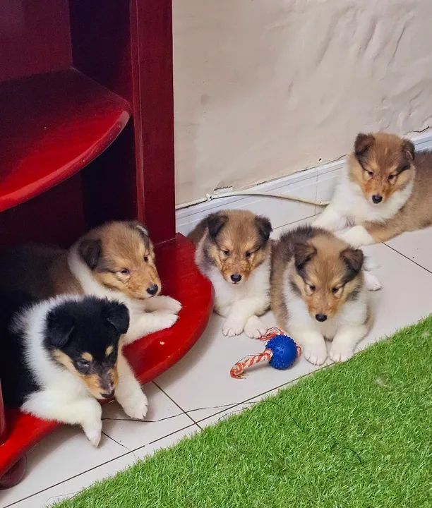 Collie ( Lassie ) - lindos filhotes com excelente linhagem e pedigree cbkc!