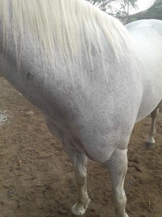 egua de direita boa de verdade pau - Foto 2