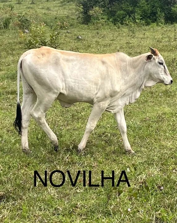 Novilhas, bezerros, Garrotes R$ 300@ - CRIA ABATE LEITE - Foto 4
