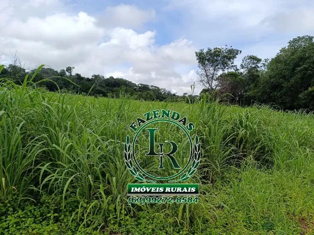Fazenda 32 Alqueires Beira Asfalto - Próximo a Palmas - Foto 3