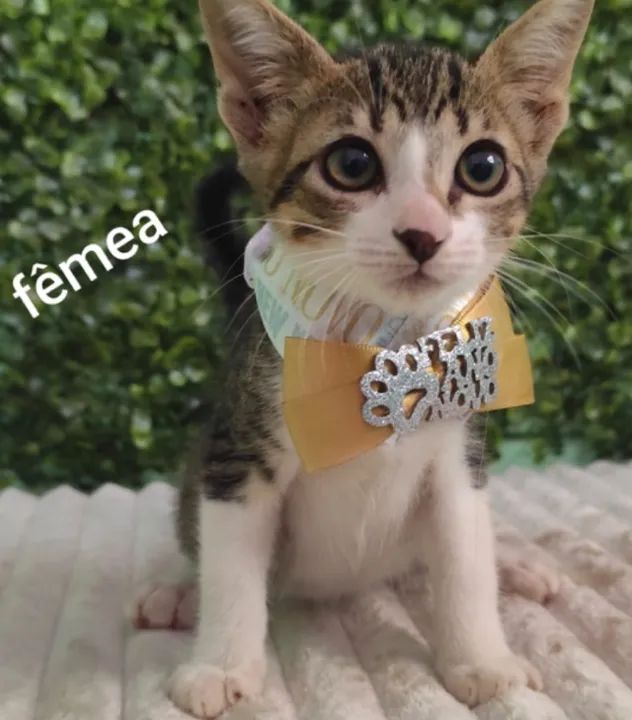 Doação de lindos gatinhos de 60 dias - Foto 4