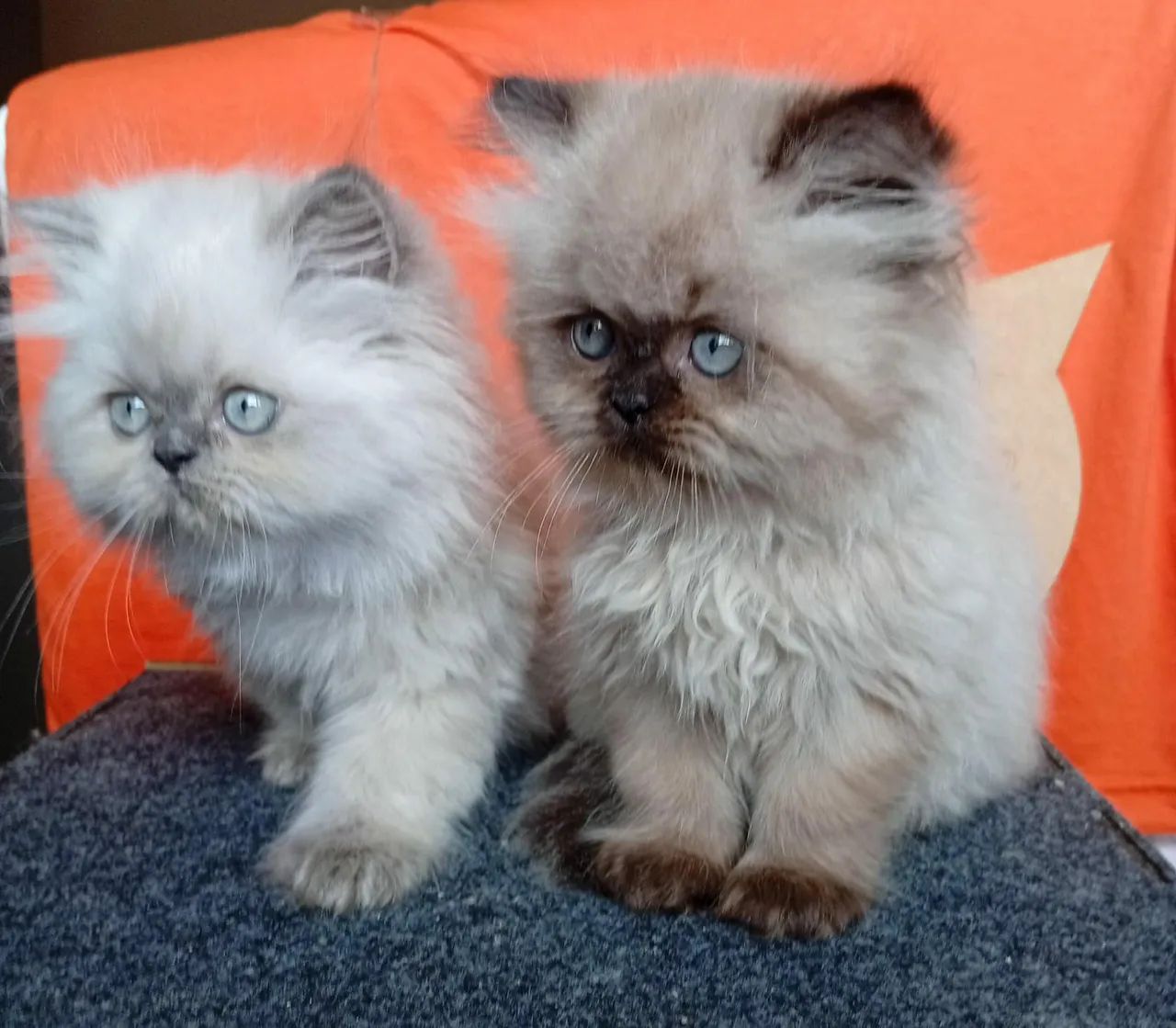 Gato filhote  - Foto 6