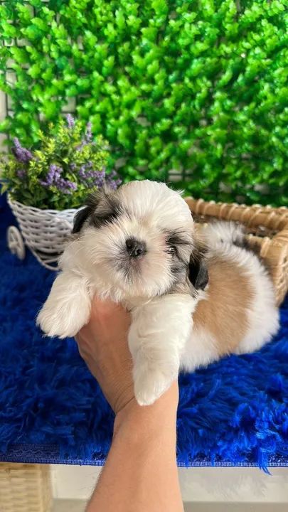 Lhasa Apso  - Foto 3