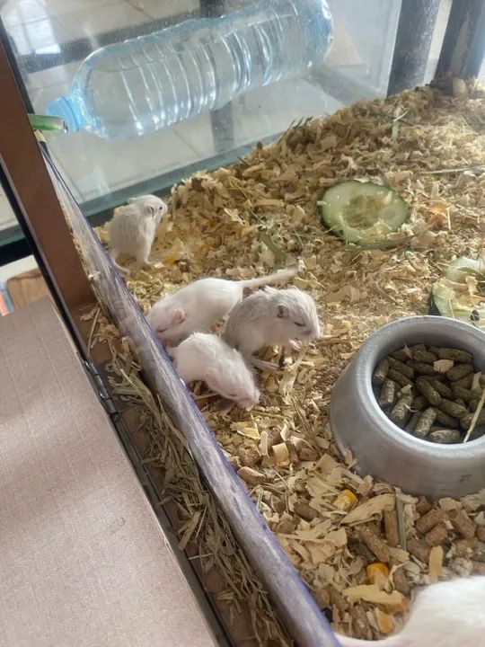 Esquilo da Mongólia Gerbil  - Foto 5