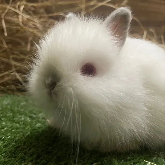 Promoção de Mini Coelhos  - Foto 4