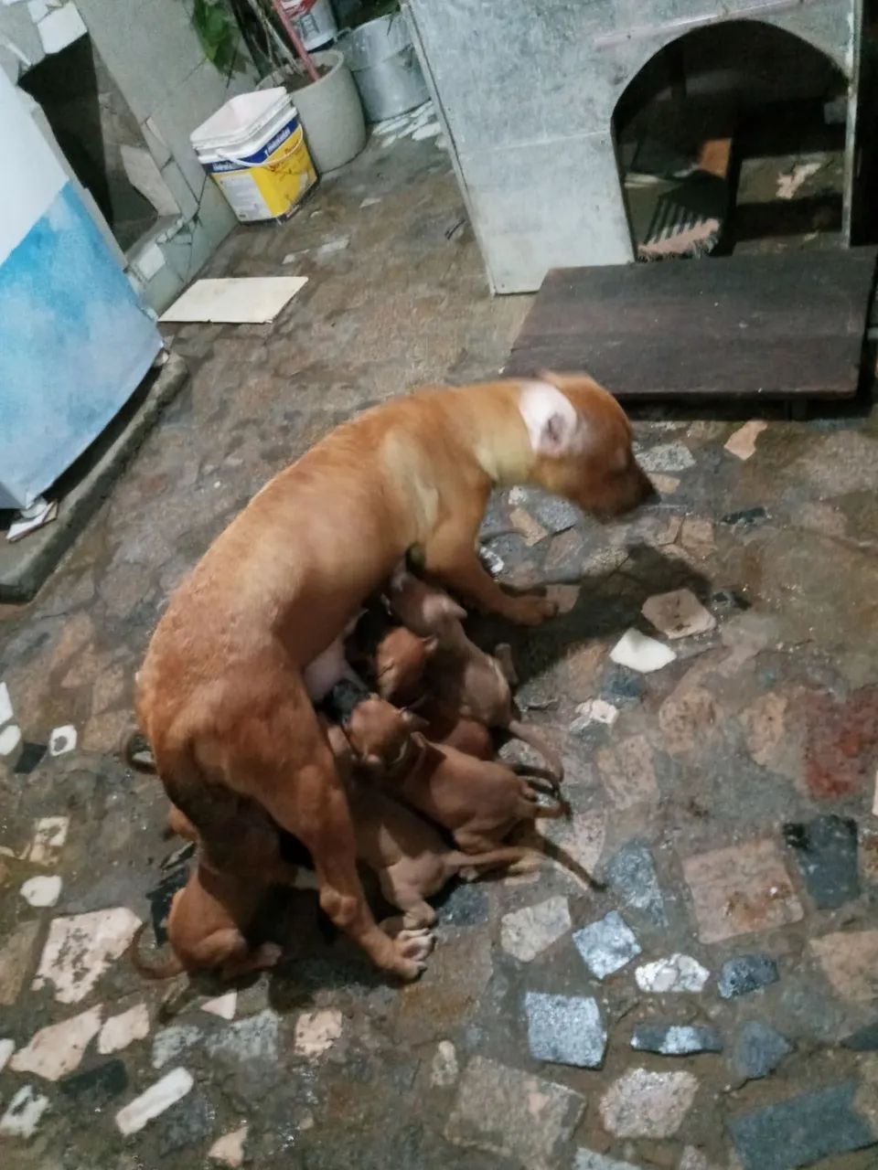 FILHOTES DE PITBULL - Foto 3