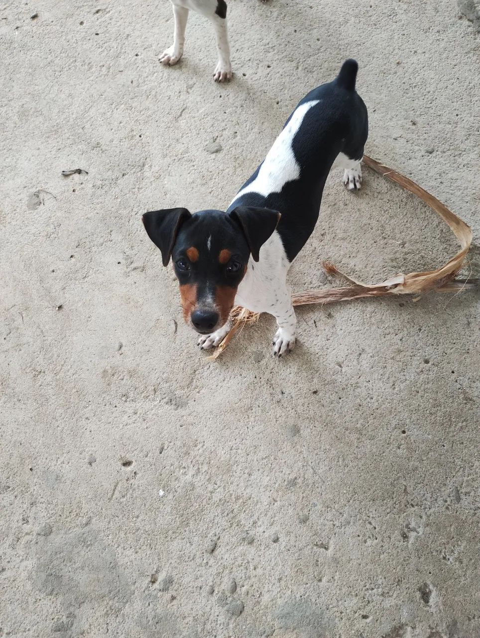 Cachorro filhotinho fêmea de Fox paulistinha 