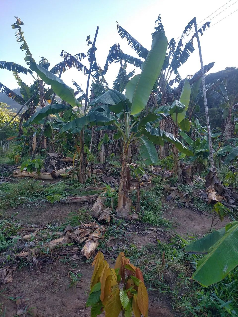 Muda banana da terra  - Foto 2