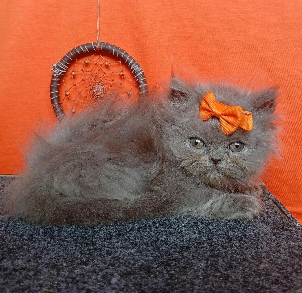 Gato filhote  - Foto 3