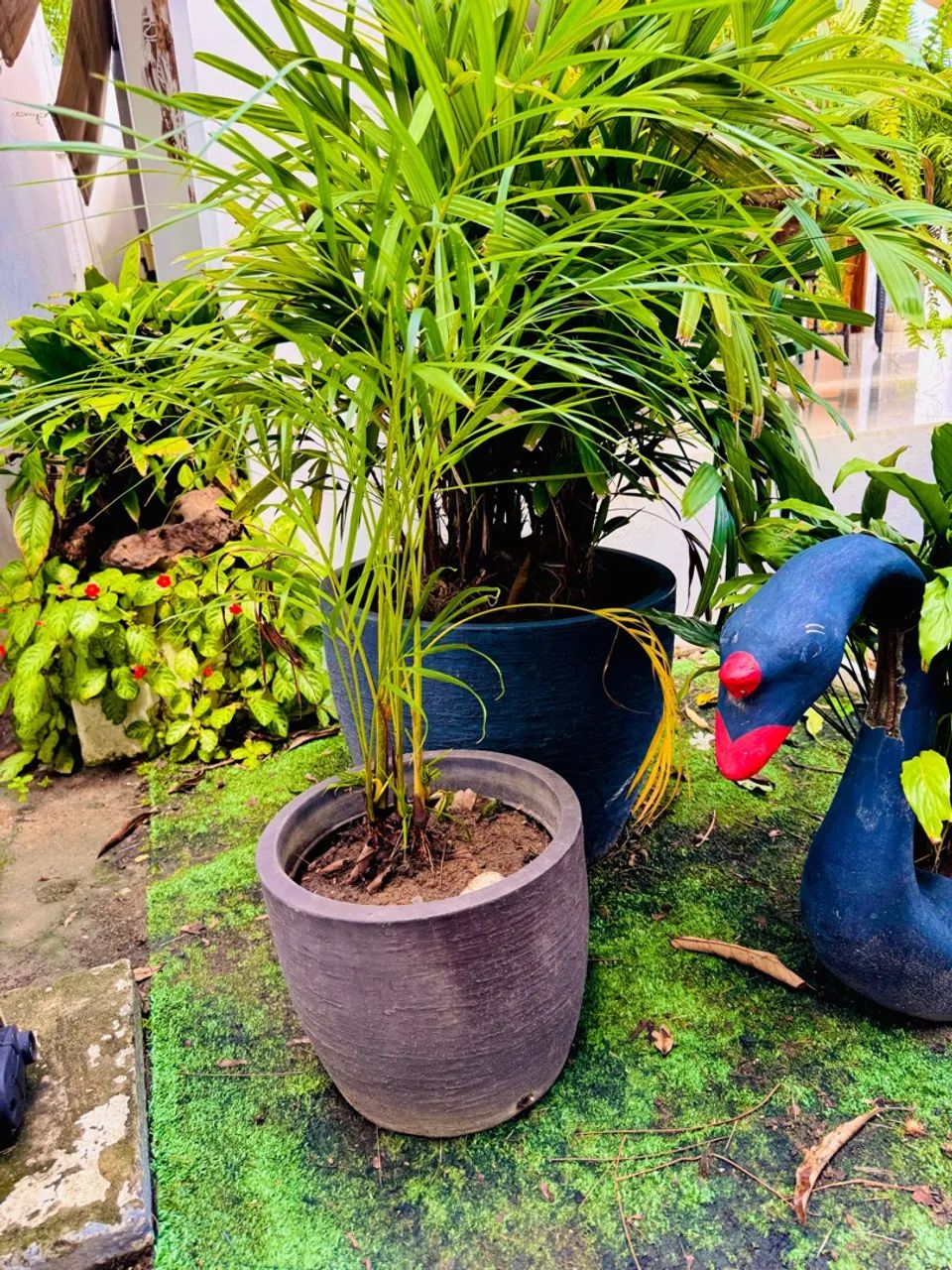 Planta bem em conta - Foto 4