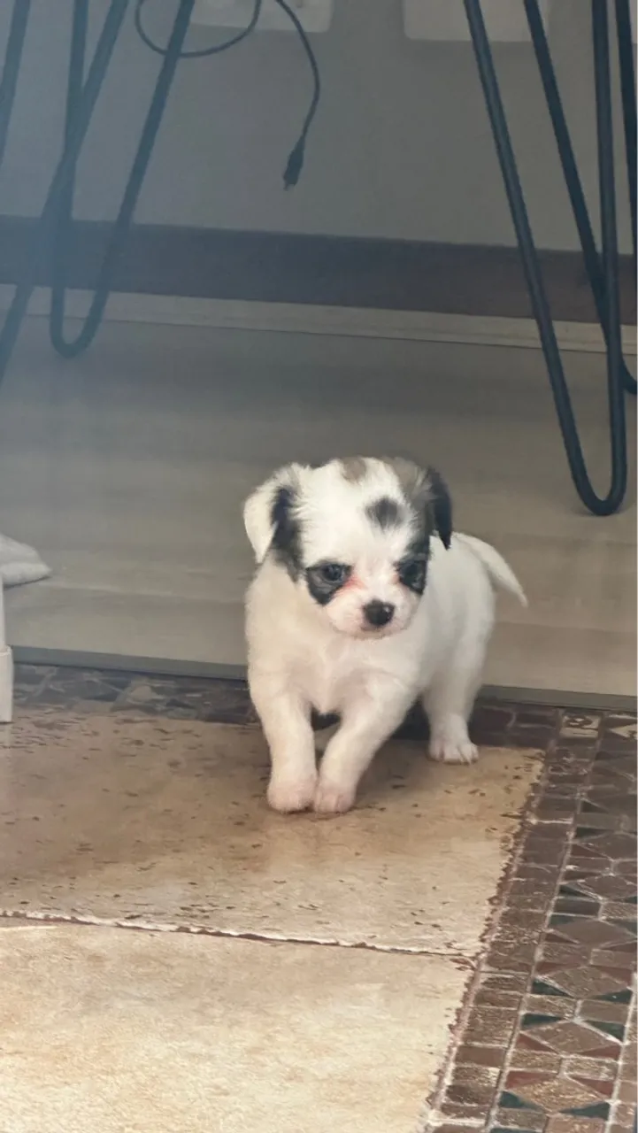 Filhote de Chihuahua Fêmea Pelo Longo