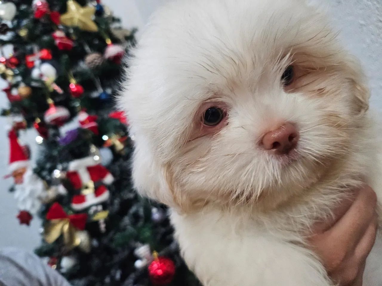 Filhote Shih Tzu Macho - Campinas SP - Foto 3