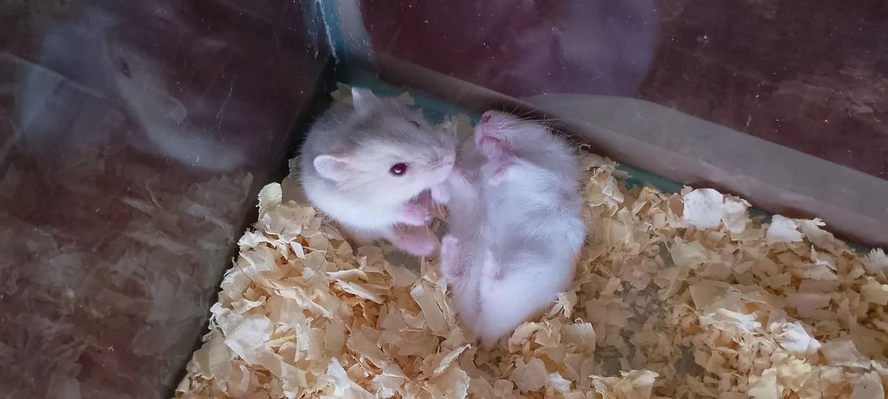 Hamster Anão Russo  - Foto 3